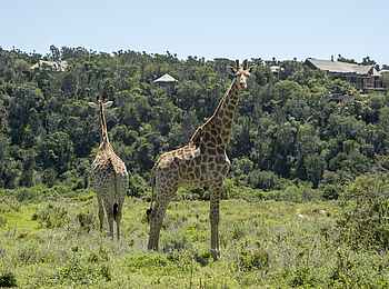 Kariega Settlers Drift Lodge: Neugierige Giraffe