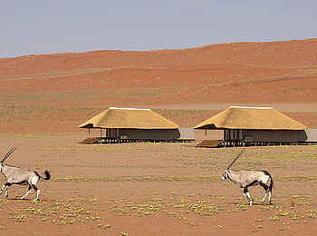 Kwessi Dunes Lodge: Oryxantilopen vor Gästehütten