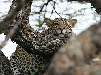 Legendary Mwiba Lodge: Leopard im Baum Legendary Mwiba Lodge: Leopard im Baum