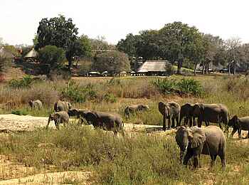 MalaMala Sable Camp: Elefantenherde vor dem Camp