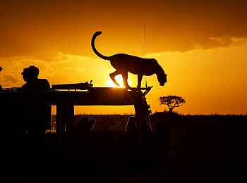 Olare Mara Kempinski: Gepard auf dem Geländefahrzeug