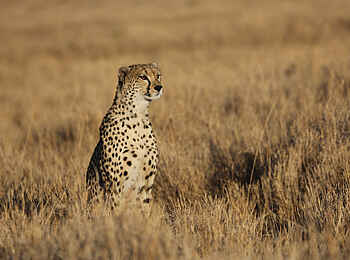 Richards River Camp: Gepard Richards River Camp: Gepard