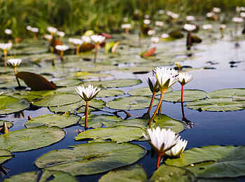 Sanctuary Stanley's Camp: Seerosen