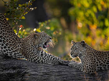 Tuludi Camp: Leoparden auf Baumstamm Tuludi Camp: Leoparden auf Baumstamm