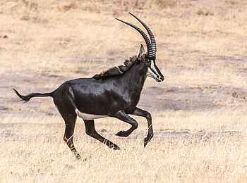 Verney's Camp: Säbelantilope