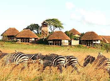Apoka Safari Lodge: Zebras vor der Lodge