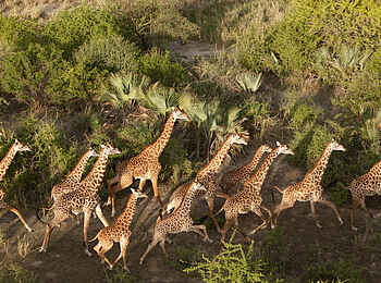 Chem Chem Lodge: Giraffenherde Chem Chem Lodge: Giraffenherde