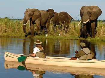 Chiawa Camp: Elefantenbegegnung auf Kanusafari