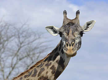Dunia Camp: Giraffe