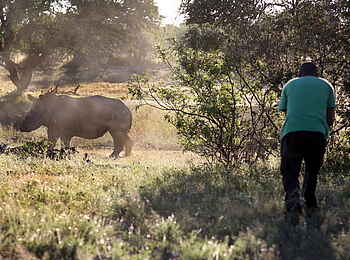 Edo's Camp: Rhino Tracking Edo's Camp: Rhino Tracking