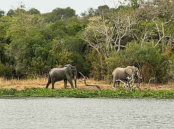 Entikko Safari Lodge: Elefanten am Wasser Entikko Safari Lodge: Elefanten am Wasser