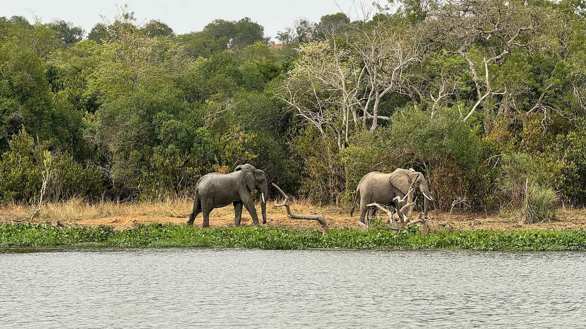 Entikko Safari Lodge: Elefanten am Wasser