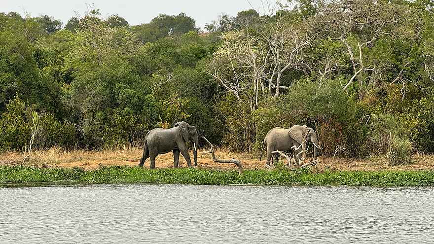Entikko Safari Lodge: Elefanten am Wasser Entikko Safari Lodge: Elefanten am Wasser