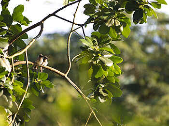 Gibbs Farm: Vogelbeobachtung