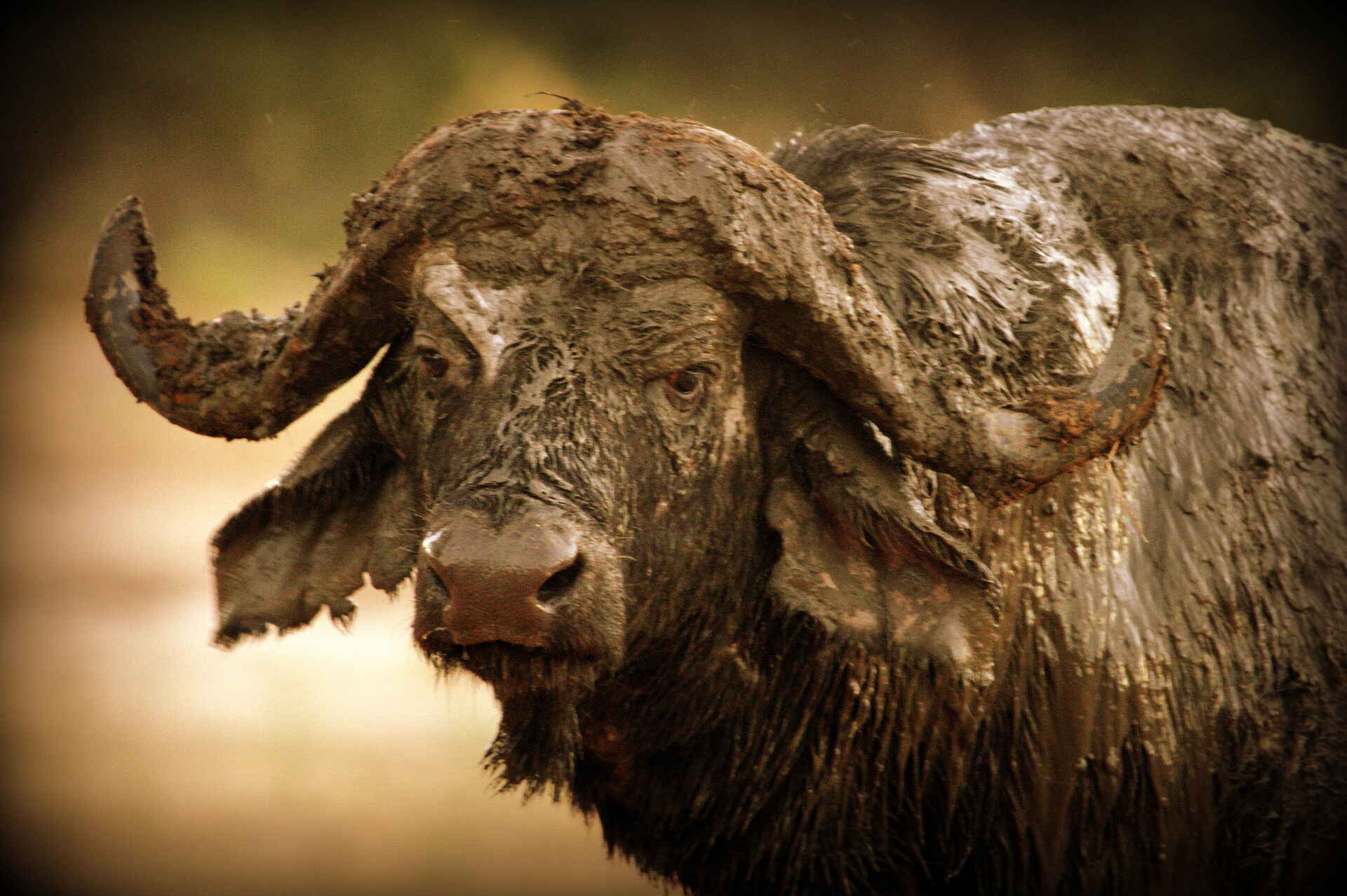 Canoe Safari, Goliath Safaris, Goliath Tented Camp, Kanu-Safari, Mana Pools National Park, Sambesi, Samebsi-Tal, Stretch Ferreira, Zambezi, Büffel, Syncero Caffer, Afrikarma, Afrikarma Safaris, Afrikarma Safaris - Wildnis. Hautnah., Afrikarma.de