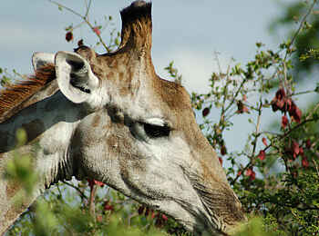 Hobatere Lodge: Giraffe Hobatere Lodge: Giraffe