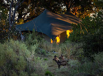 Maxa Camp: Wildhunde