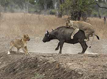 Mukambi Safari Lodge: Löwinnen bei der Jagd Mukambi Safari Lodge: Löwinnen bei der Jagd