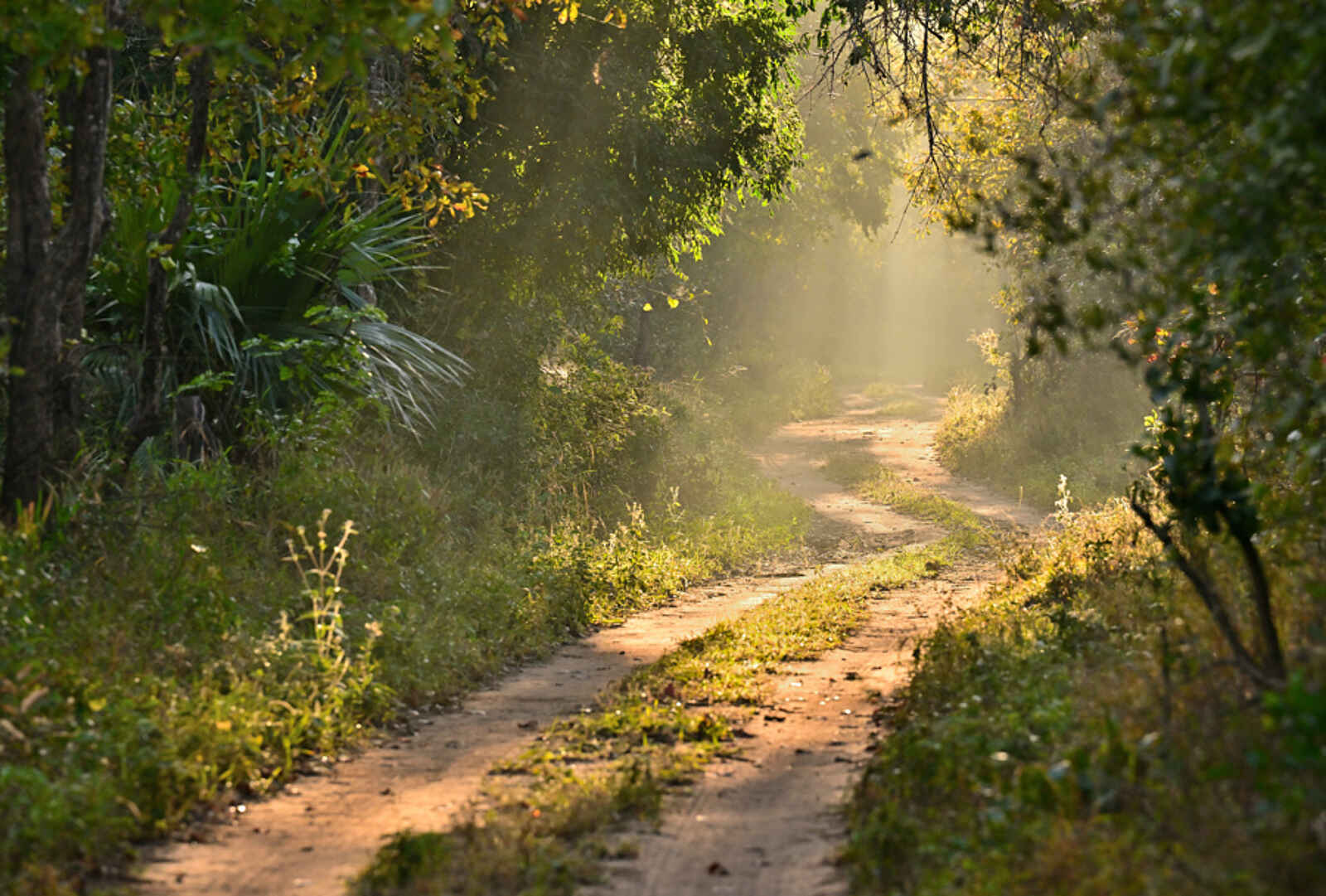 Muzimu Lodge: Weg durch das dichte Grün Muzimu Lodge: Weg durch das dichte Grün