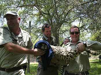 Phinda Homestead: Ranger tragen betäubten Gepard Phinda Homestead: Ranger tragen betäubten Gepard