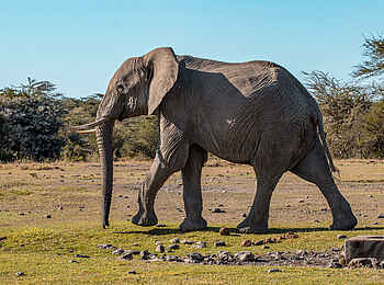 Porini Rhino Camp: Elefant