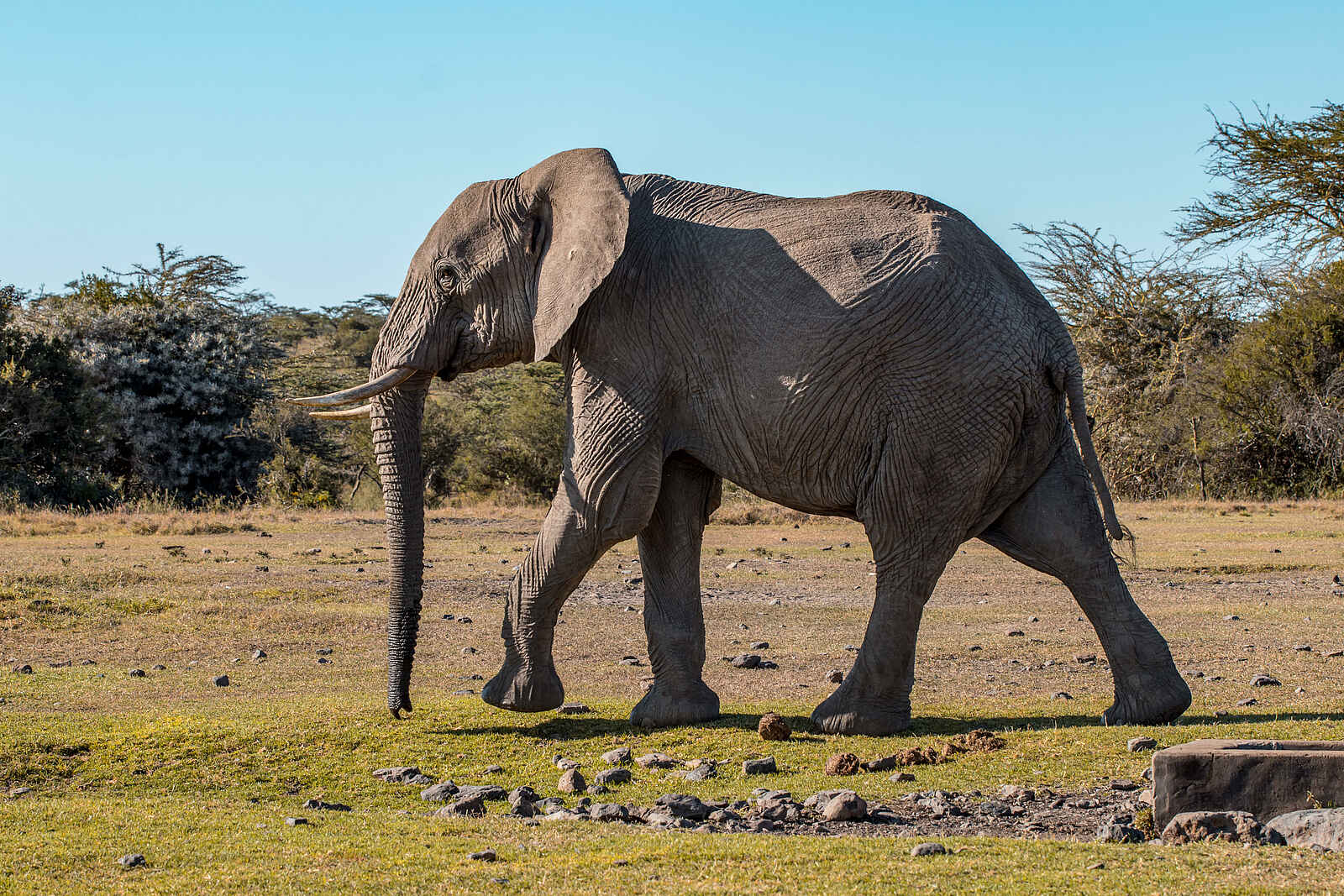 Porini Rhino Camp: Elefant Porini Rhino Camp: Elefant