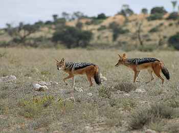 Rooiputs Lodge: Schabrackenschakale