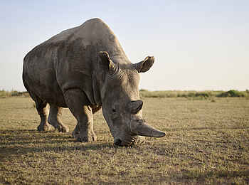 Sanctuary Tambarare Lodge: Ein Nashorn aus nächster Nähe Sanctuary Tambarare Lodge: Ein Nashorn aus nächster Nähe