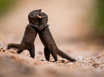 Singita Boulders Lodge: Zwergmangusten