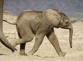 Tlouwana Camp: Elefantenbaby Tlouwana Camp: Elefantenbaby