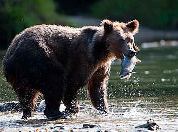 Tweedsmuir Park Lodge: Jagender Grizzly Bär