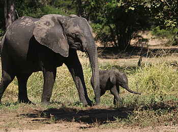 Chitake Tented Camp: Elefantenbaby