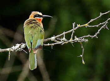 Founders Lodge by Mantis: Bienenfresser Founders Lodge by Mantis: Bienenfresser