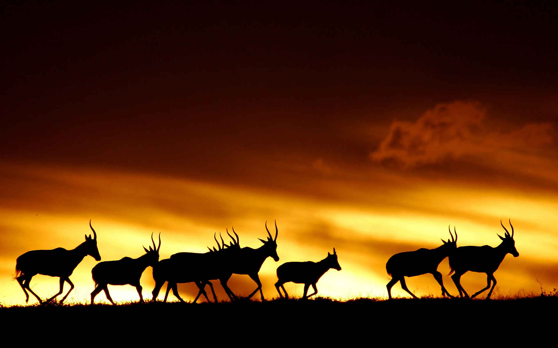 Founders Lodge by Mantis: Tsessebe im Sonnenuntergang