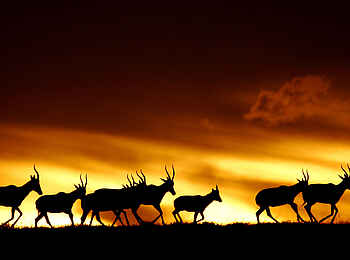 Founders Lodge by Mantis: Tsessebe im Sonnenuntergang Founders Lodge by Mantis: Tsessebe im Sonnenuntergang