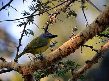 Frog and Fern Cottages: Grey-headed Bushshrike Frog and Fern Cottages: Grey-headed Bushshrike