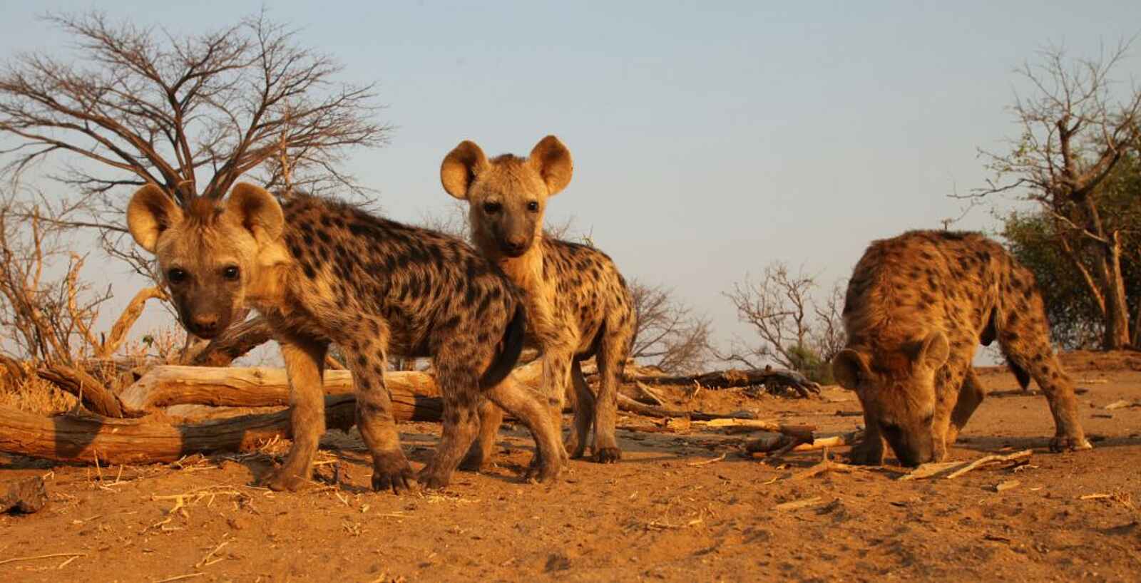 Kavinga Safari Camp: Hyänenkinder Kavinga Safari Camp: Hyänenkinder