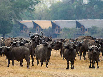 Lion Camp: Büffelherde