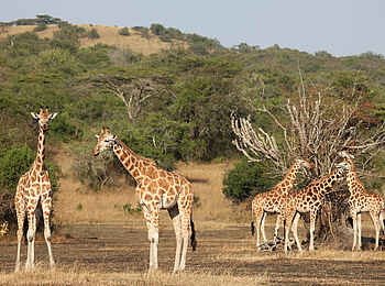 Mihingo Lodge: Giraffen Mihingo Lodge: Giraffen