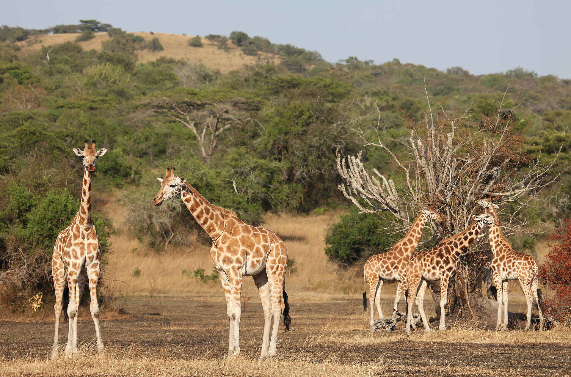 Mihingo Lodge: Giraffen
