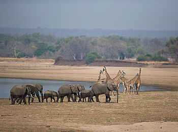 Nkonzi Bush Camp: Elefanten und Giraffen Nkonzi Bush Camp: Elefanten und Giraffen