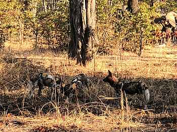 North Luangwa River Lodge and Camp: Wildhundrudel North Luangwa River Lodge and Camp: Wildhundrudel