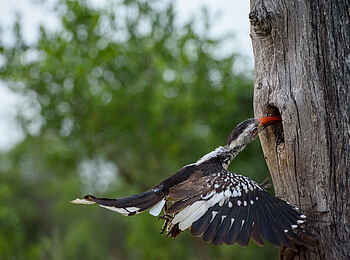 Sabi Sabi Bush Lodge: Nashornvogel Sabi Sabi Bush Lodge: Nashornvogel
