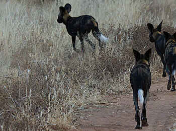Sarara Tree: Wildhunde Sarara Tree: Wildhunde