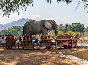 Time + Tide Chongwe Camp: Elefant am Lagerfeuer