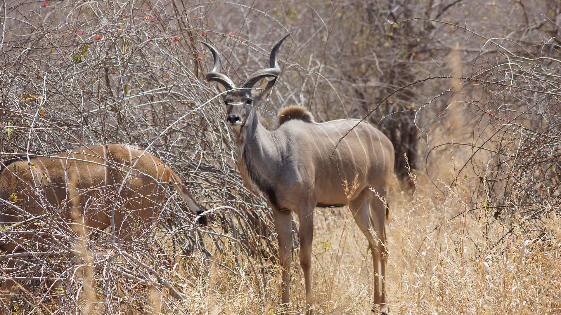 Ubuyu Lodge: männlicher Kudu