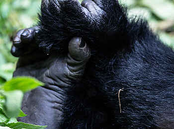 Volcanoes Virunga Lodge: Gorilla-Füße Volcanoes Virunga Lodge: Gorilla-Füße