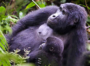 Volcanoes Virunga Lodge: Gorillamutter mit Baby Volcanoes Virunga Lodge: Gorillamutter mit Baby