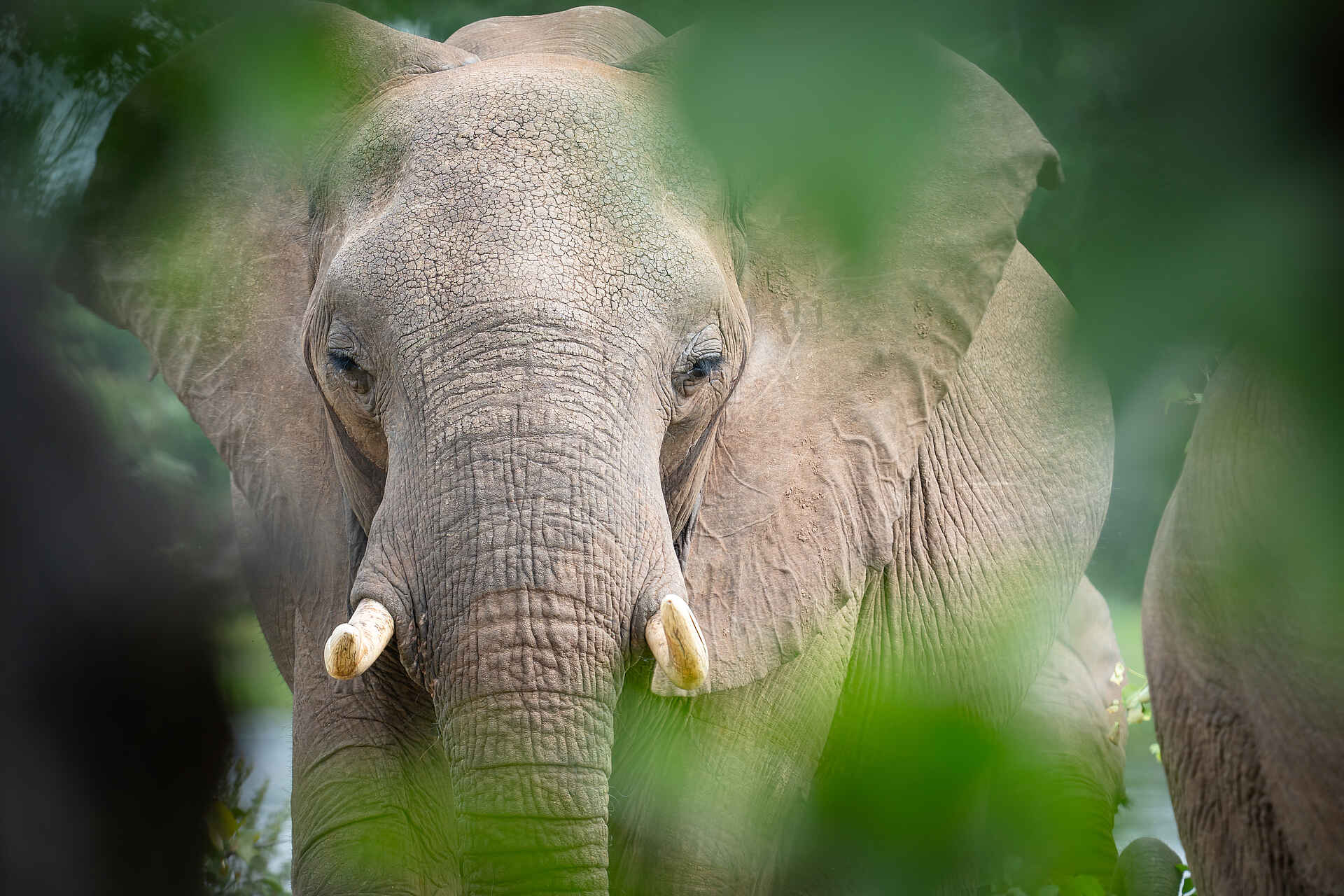 Albida - Victoria Falls Lodge: Elefant