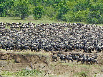 Basecamp Mara Houses: Doe große Migration Basecamp Mara Houses: Doe große Migration